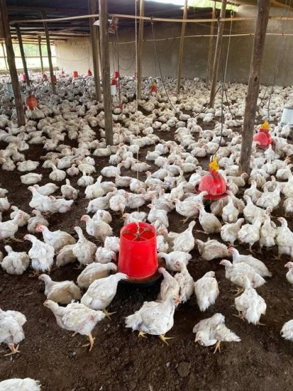 Broiler Chickens from Zambia
